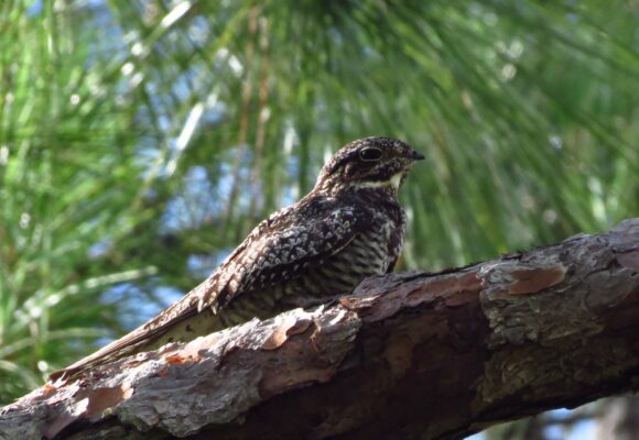 Common Nighthawk.  &copy; Susan Young / licensed under Public Domain Mark 1.0
