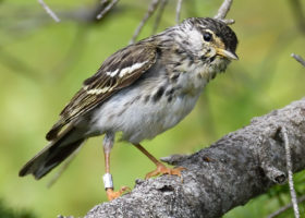Mansfield Update: YBFLs, NSWOs, and FOYs