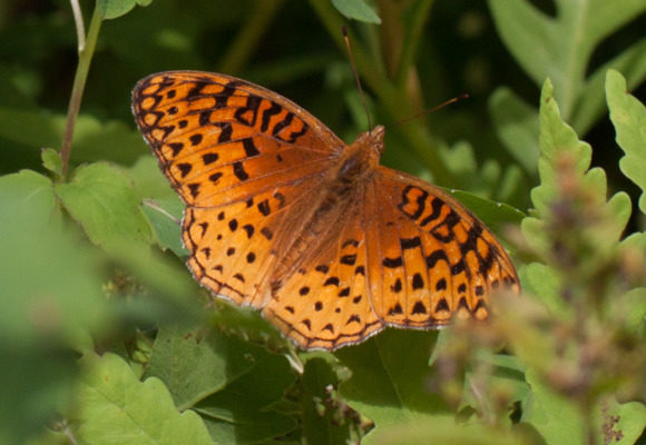 10393, , Aphrodite-Fritillary20130810KPMcFarland_580x400_acf_cropped, , , image/jpeg, https://media.vtecostudies.org/wp-content/uploads/2020/08/08192839/Aphrodite-Fritillary20130810KPMcFarland_580x400_acf_cropped.jpg, 580, 400, Array, Array © Kent McFarland