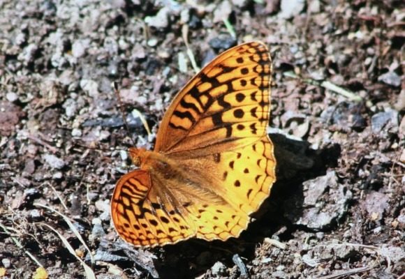 10392, , Great-Spangled-Frit-Ed-Sharron-cc_580x400_acf_cropped, , , image/jpeg, https://media.vtecostudies.org/wp-content/uploads/2020/08/08192840/Great-Spangled-Frit-Ed-Sharron-cc_580x400_acf_cropped.jpg, 580, 400, Array, Array © Ed Sharron