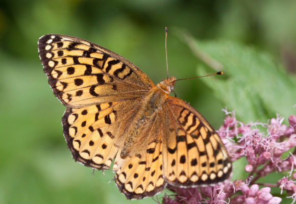 10390, , Atlantis-Fritillary20120819KPMcFarland_580x400_acf_cropped, , , image/jpeg, https://media.vtecostudies.org/wp-content/uploads/2020/08/08192843/Atlantis-Fritillary20120819KPMcFarland_580x400_acf_cropped.jpg, 580, 400, Array, Array © Kent McFarland