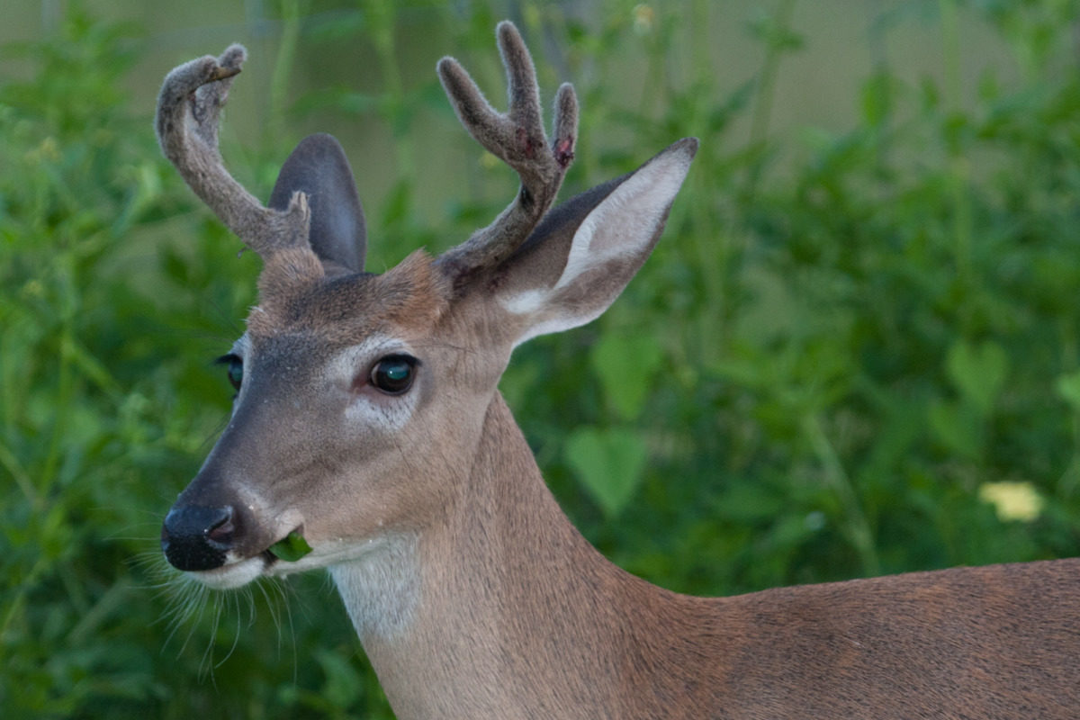 A White-tailed deer in velvet. © Matthew Paulson