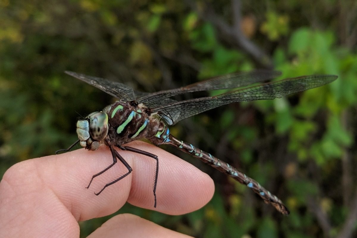 Shadow Darner (Aeshna umbrosa) found at Lake Fairlee. © Nathaniel Sharp licensed under CC-BY-NC
