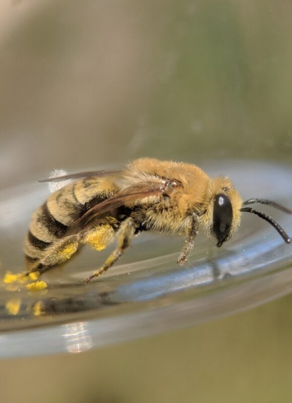 Goldenrod Cellophane Bee (Colletes solidaginis) &copy; © Nathaniel Sharp