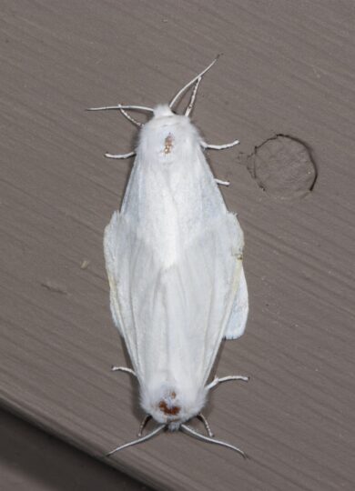Fall Webworm moths, mating on Kent's house. &copy; © K.P. McFarland