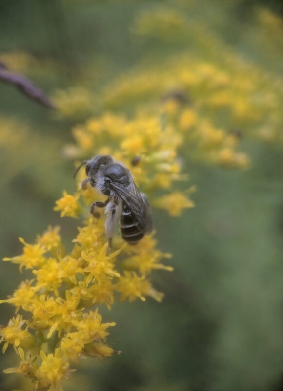 Mining Bee (Andrena placata/simplex) on Goldenrod &copy; © Nathaniel Sharp