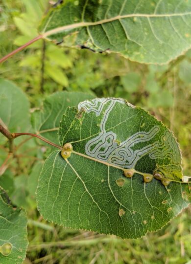 Aspen Serpentine Leafminer Moth (Phyllocnistis populiella), a leafminer found on aspens, cottonwoods, and poplars. © Nathaniel Sharp 