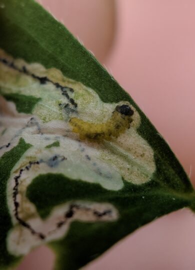 The segmented body of this Mantura floridana larva is visible as it chews through the inner leaf layers of a woodsorrel. © Nathaniel Sharp 