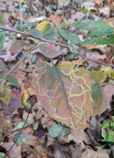 Ophiomyia parda, a leafminer found on asters. © Nathaniel Sharp 