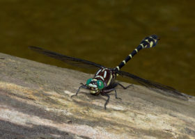 August 2020 Photo-observation of the Month