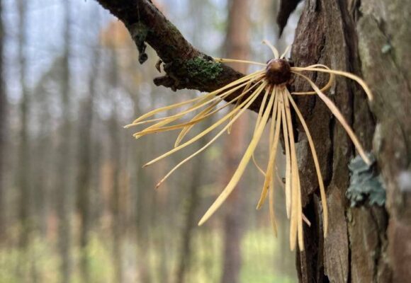 European larch foliage 