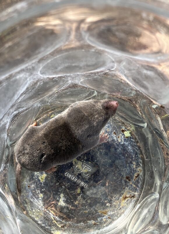 Northern Short-tailed Shrew, after removal from its temporary home in the author's room. &copy; © Julia Pupko