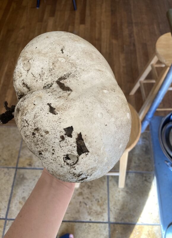 Giant Puffball, freshly harvested &copy; © Julia Pupko