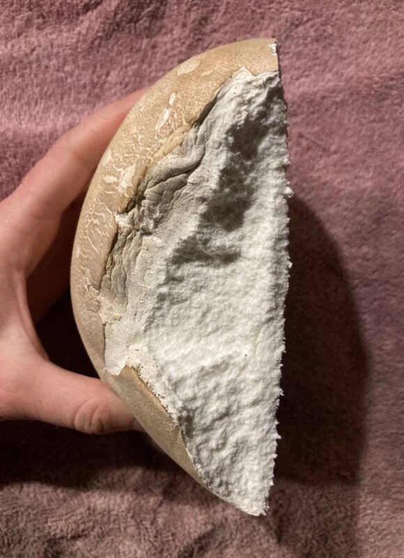 Giant Puffball, inner structure. Note the browning of the outside of the puffball after it aged in the fridge for a few days. &copy; © Julia Pupko