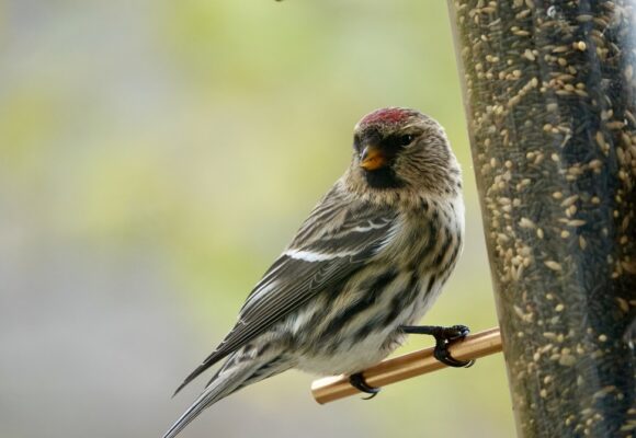 Common Redpoll visiting a bird feeder.  &copy; © Jenn Megyesi