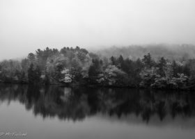 Field Guide to November 2020