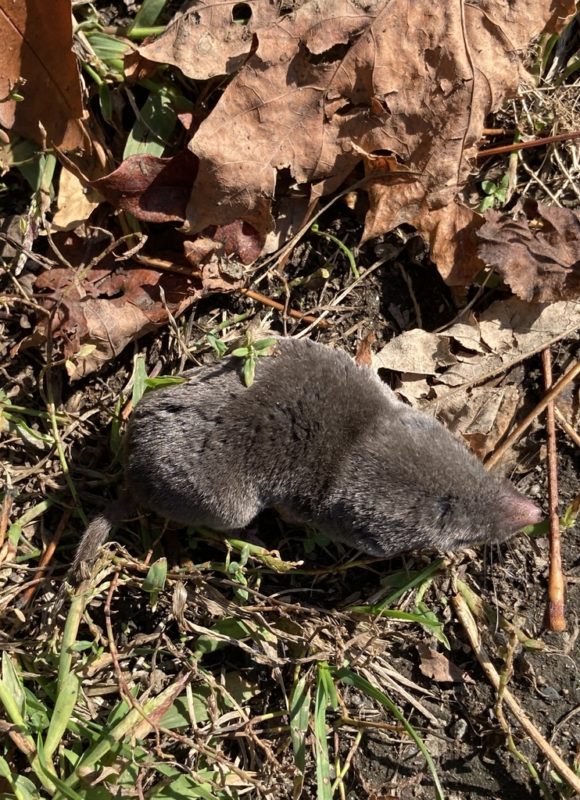 10606, , large, , , image/jpeg, https://media.vtecostudies.org/wp-content/uploads/2020/10/08192348/large.jpg, 768, 1024, Array, Array © Julia Pupko