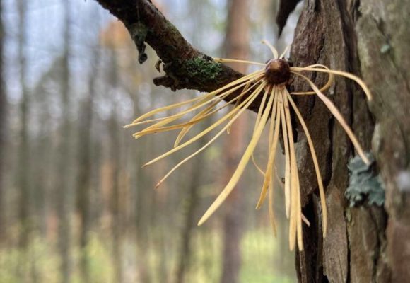 10603, , 122890690_3331168723671316_5286824117353580103_n, , , image/jpeg, https://media.vtecostudies.org/wp-content/uploads/2020/10/08192359/122890690_3331168723671316_5286824117353580103_n.jpg, 750, 1000, Array, Array © Julia Pupko