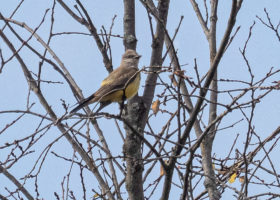 A Misplaced Avian Visitor from the West