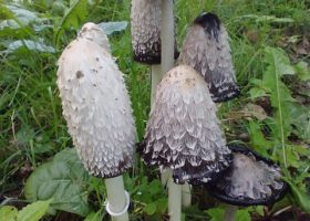 September 2020 Photo-observation of the Month