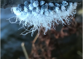 October 2020 Photo-observation of the Month