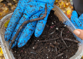 Outdoor Radio: Hunting for Invasive Jumping Worms