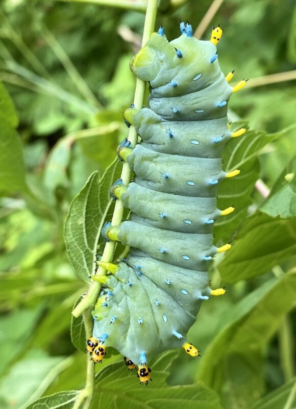Cecropia Moth &copy; © Kent McFarland