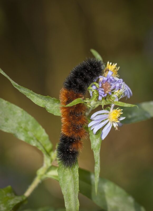 Isabella Tiger Moth (aka Woolly Bear) &copy; © Kent McFarland
