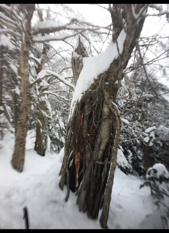 Yellow Birch roots encrusted in snow, following germination on a short snag  &copy; © Julia Pupko