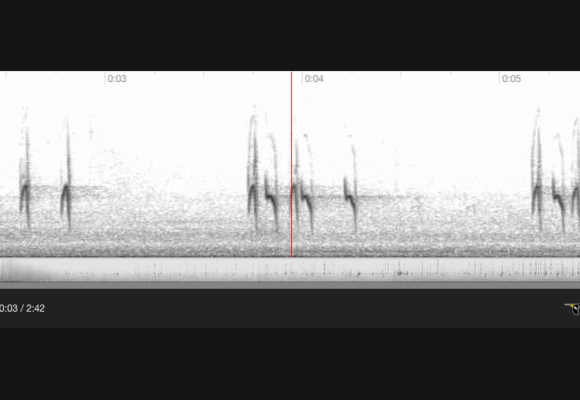 A spectrogram created from an audio recording by Kent McFarland of two different Red Crossbill Types calling simultaneously, can you spot the difference? 