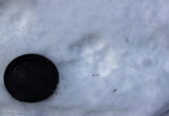 Bobcat Tracks &copy; © Kent McFarland