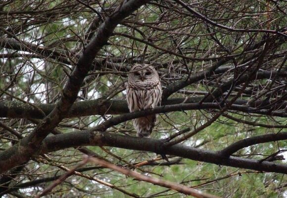 Barred Owl  &copy; © Julia Pupko