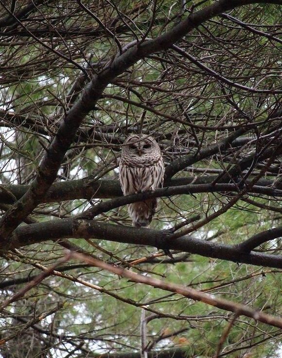 Red Maple bud in front of Sugar Maple bark &copy; © Julia Pupko