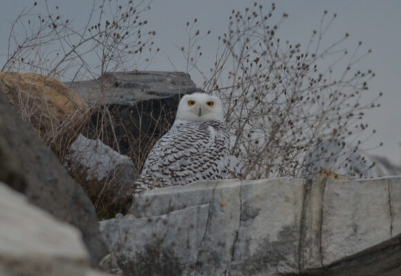 Snowy Owl &copy; © Nathaniel Sharp