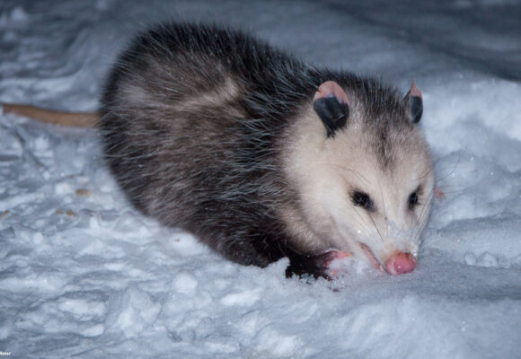 Virginia Opossum &copy; © Ryan Van Meter