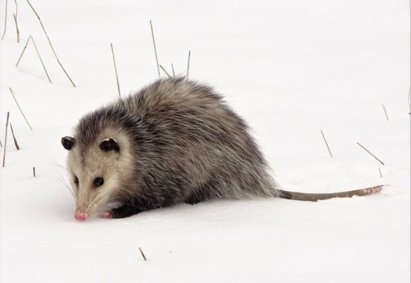 Virginia Opossum &copy; © Shirley Zundell