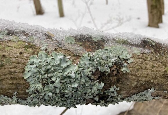 Ice-coated Lichens &copy; © Julia Pupko