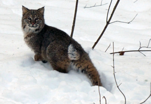 10801, , Bobcat, Bobcat © Susan and Dean Greenberg, , image/jpeg, https://media.vtecostudies.org/wp-content/uploads/2020/12/08191950/bob.jpg, 1024, 768, Array, Array © Susan and Dean Greenberg