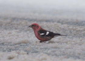 Vermont Winter Finch Report 2020