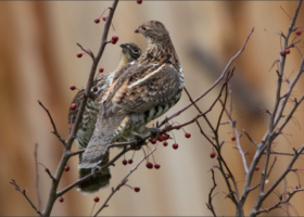 November 2020 Photo-observation of the Month