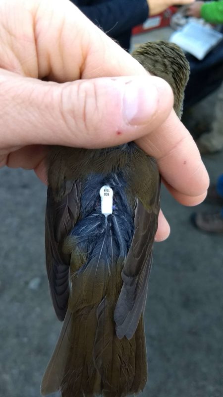 Jason Hill prepares to release a Bicknell's Thrush affixed with a Motus tracking tag.