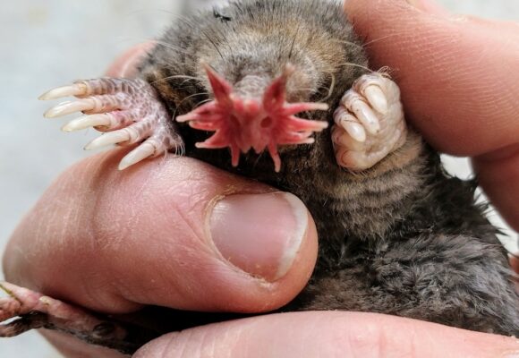 Star-nosed Mole &copy; © Marissa (@crabapple - iNaturalist)