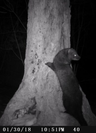 Fisher, investigating chicken at a baited camera trap &copy; © Julia Pupko