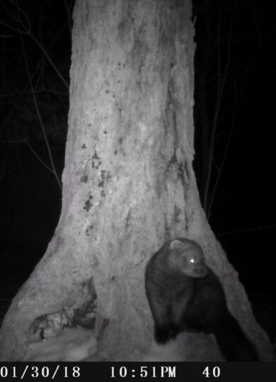  &copy; © Julia Pupko