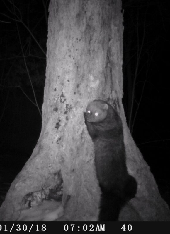 Fisher &copy; © Julia Pupko