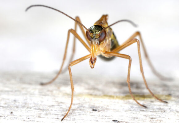 Boreus westwoodi &copy; © Gernot Kunz