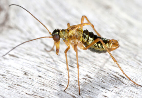 Boreus westwoodi &copy; © Gernot Kunz