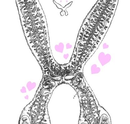 Diplozoon paradoxum &copy; open access graphic