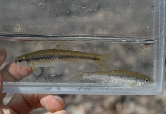 Bluntnose minnow: potential flatworm habitat. &copy; © Spencer Hardy