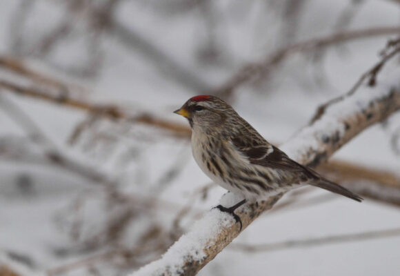 A Common Redpoll pauses in a weedy field in Bradford, VT. &copy; © Nathaniel Sharp